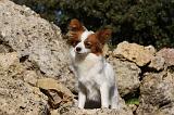 EPAGNEUL PAPILLON 123